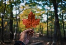 Leaf shaped like Canadian flag - Guide to provinces/states in Canada for Expats