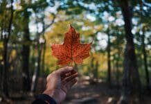 Leaf shaped like Canadian flag - Guide to provinces/states in Canada for Expats