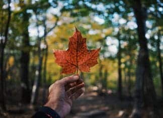 Leaf shaped like Canadian flag - Guide to provinces/states in Canada for Expats