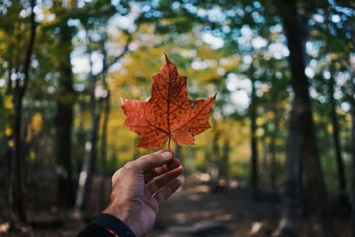 Leaf shaped like Canadian flag - Guide to provinces/states in Canada for Expats