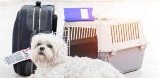 moving to houston with pets