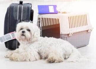 Moving abroad with pets