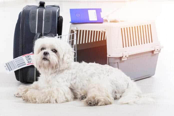 Moving abroad with pets