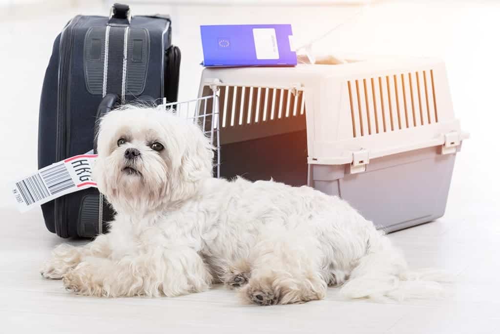 Moving abroad with pets - Moving to Los Angeles