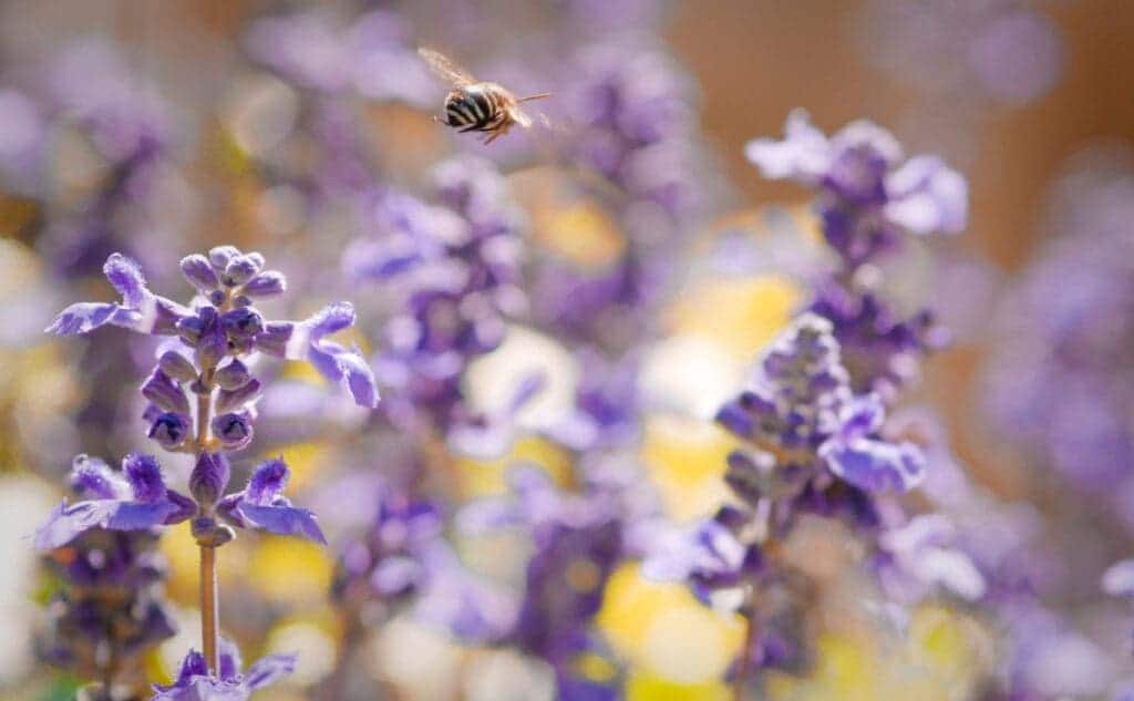 Royal Botanic Gardens - Covid-safe things to do in Sydney