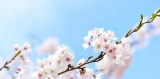 Japan - Cherry Blossom