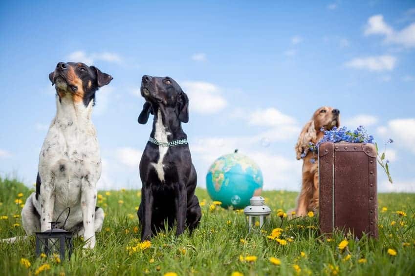 Moving with pets to New Zealand